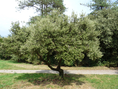 Agrandir dans une nouvelle fenêtre (ou onglet)